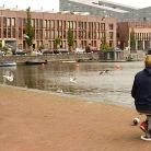 Merle am Wasser / Amsterdam / Foto: Fabian Schreiter